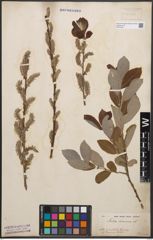 Foto von Salix cinerea L.